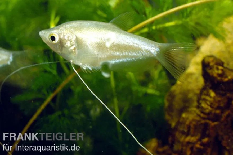 Mondschein-Fadenfisch, Trichogaster microlepis