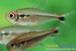 Montags-Dreibandsalmler, Hyphessobrycon montagi