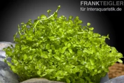 Montecarlo-Perlenkraut, Micranthemum tweediei, In Vitro