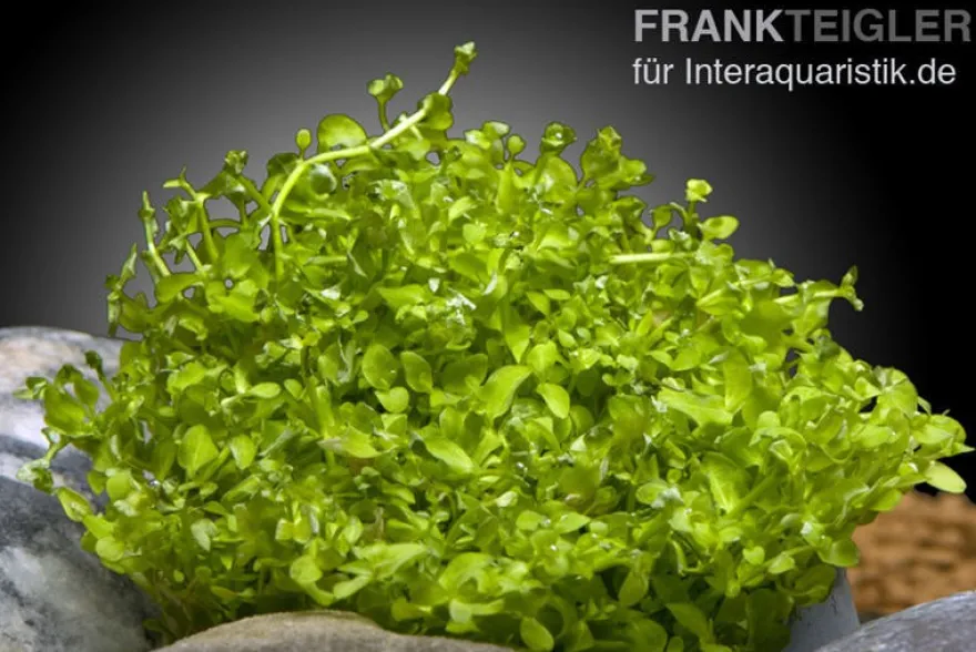 Montecarlo-Perlenkraut, Micranthemum tweediei, In Vitro