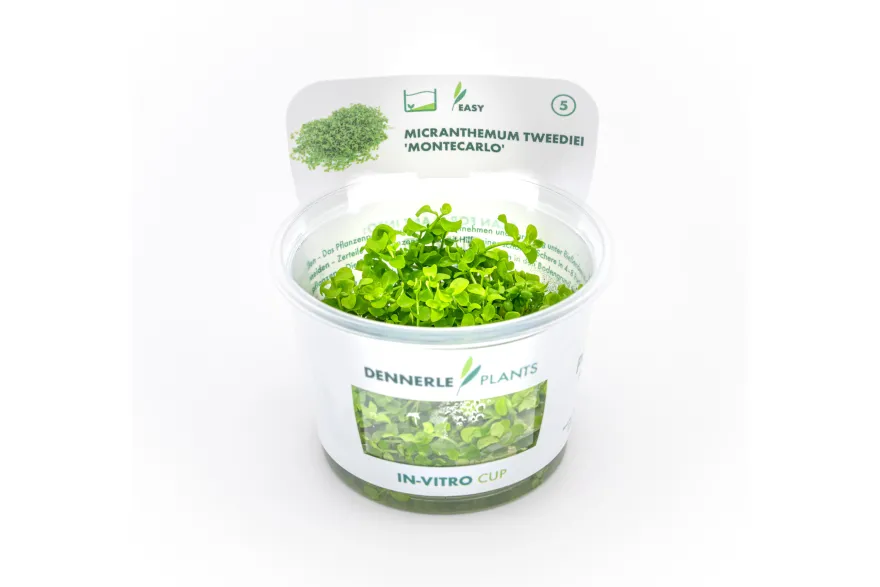 Montecarlo-Perlenkraut, Micranthemum tweediei, In Vitro