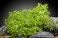 Montecarlo-Perlenkraut, Micranthemum tweediei, im Topf