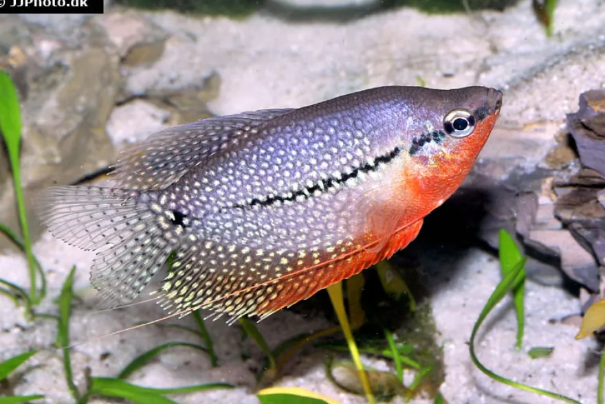 Mosaikfadenfisch, Trichogaster leeri