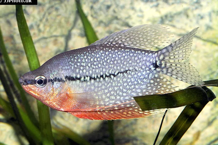 Mosaikfadenfisch, Trichogaster leeri