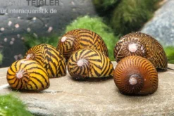 Mosaik-Rennschnecke, Neritina sp. mosaik