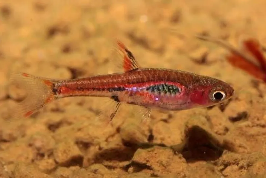 Mosquitorasbora, Boraras brigittae (Minifisch)
