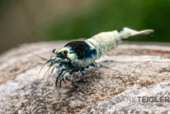 Mosura King Kong Garnele, Caridina logemanni (Taiwan Bee)