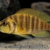 Motundwe-Nanderbuntbarsch, Altolamprologus compressiceps „Mutondwe“