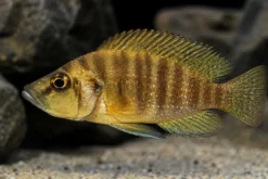 Motundwe-Nanderbuntbarsch, Altolamprologus compressiceps „Mutondwe“