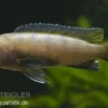 Mpanga Schmalbarsch, Pseudotropheus elongatus mpanga, 4-5 cm