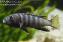 Mpanga Schmalbarsch, Pseudotropheus elongatus mpanga, 4-5 cm