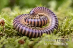 Mrs. Lila-Tausendfüßer, Aulacobolus sp. „Mrs. Lila“
