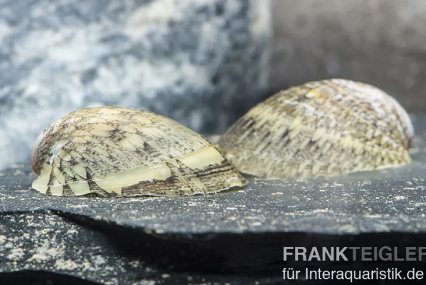 Muschelschnecke, Septaria porcellana