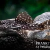 Mustang Cactus Pleco, L452 Pseudacanthicus sp.