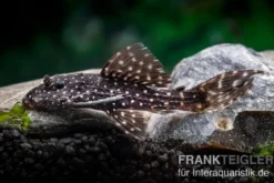 Mustang Cactus Pleco, L452 Pseudacanthicus sp.