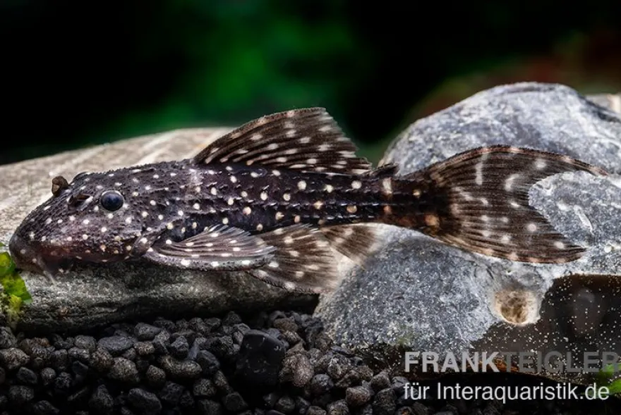 Mustang Cactus Pleco, L452 Pseudacanthicus sp.
