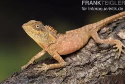Nackenstachler, Acanthosaura capra