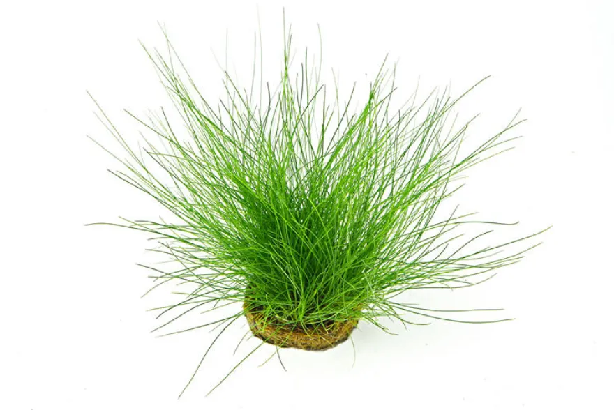 Nadelsimse, Eleocharis acicularis, auf Matte, ca. 10x15 cm