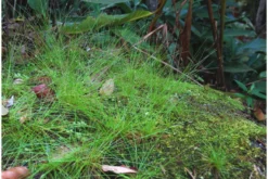 Nadelsimse, Eleocharis acicularis, auf Matte, ca. 10x15 cm