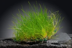 Nadelsimse, Eleocharis acicularis auf Pad/Matte, 9x9 cm