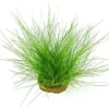 Nadelsimse, Eleocharis acicularis, im Topf