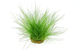 Nadelsimse, Eleocharis acicularis, im Topf