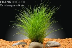 Nadelsimse, Eleocharis acicularis, im Topf
