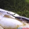 Nadelstreifen-Störwels, Sturisoma nigrirostrum