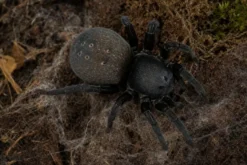 Namibische Stachel-Samtspinne, Gandanameno echinata