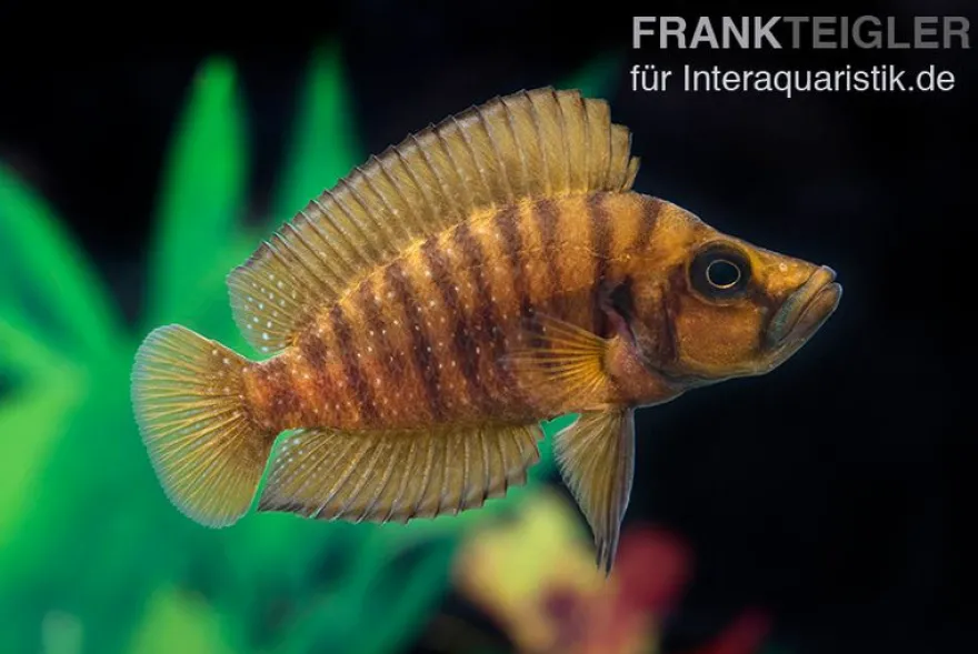 Nanderbuntbarsch Kigoma, Altolamprologus compressiceps Kigoma