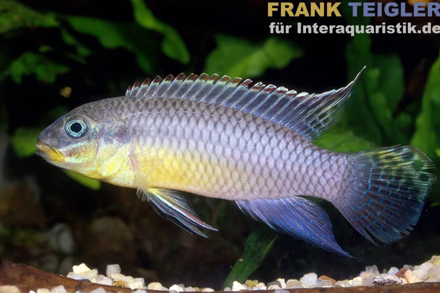 Nange-Prachtbarsch, Pelvicachromis taeniatus Nange