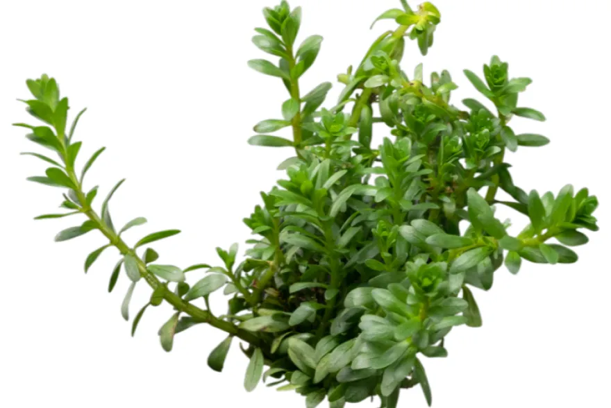 Nanjenshan Rotala, Rotala boschii, im Topf