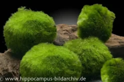 Nano-Mooskugeln, Cladophora aegagropila, 5 St. im Set