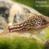 Nanus-Panzerwels, Corydoras nanus, 2-3 cm