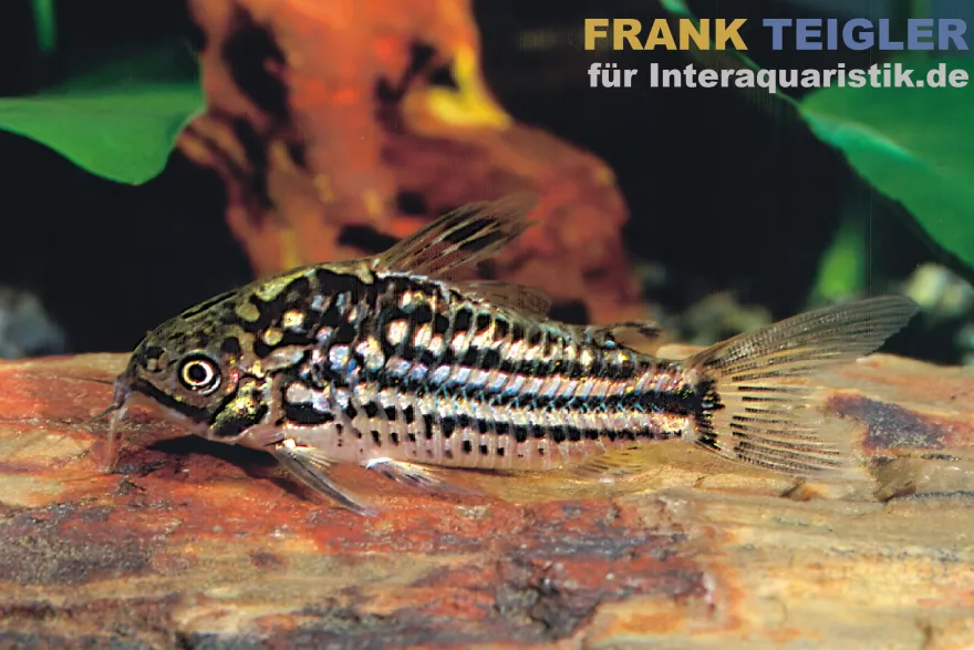 Napo-Panzerwels, Corydoras napoensis