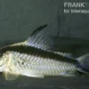 Narziss-Panzerwels, Corydoras narcissus