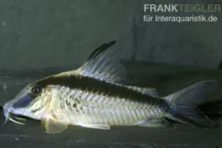 Narziss-Panzerwels, Corydoras narcissus