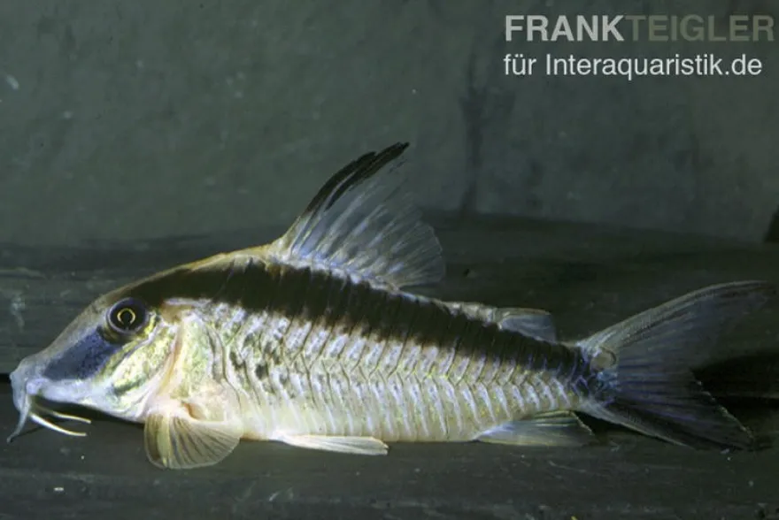 Narziss-Panzerwels, Corydoras narcissus