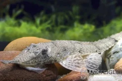 Nasenharnischwels, Hemiodontichthys acipenserinus, 7-10 cm