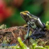 Natascha Färberfrosch, Dendrobates tinctorius Natascha