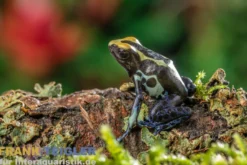 Natascha Färberfrosch, Dendrobates tinctorius Natascha