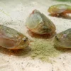 NatureHolic Triops Feed – Futter für Triops – 20 g