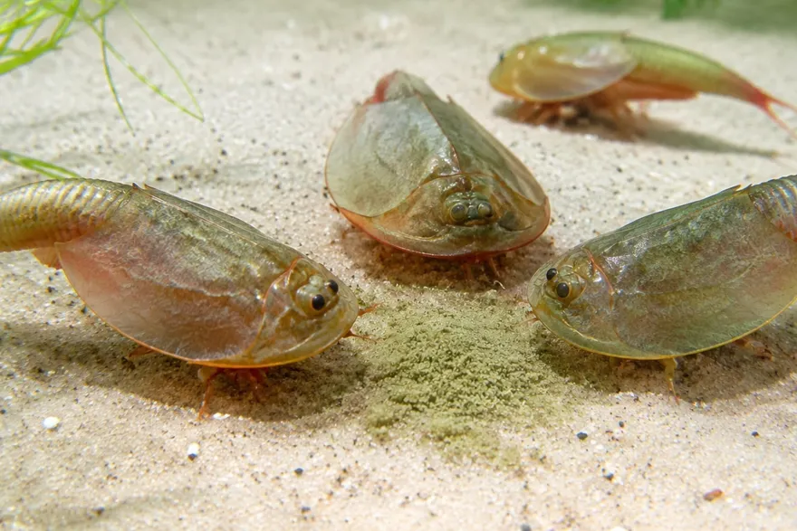 NatureHolic Triops Feed – Futter für Triops – 20 g
