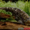 Nebelmesserfisch, Adontosternarchus nebulosus