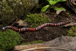 Nelsons Milchschlange, Lampropeltis t. nelsoni