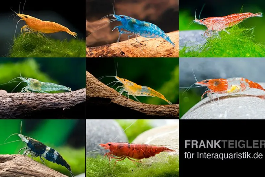 Neocaridina Zwerggarnelen-Farbmix