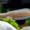 Neonblauer Zwergschlangenkopf, Channa andrao, 5-7 cm