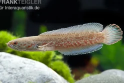 Neonblauer Zwergschlangenkopf, Channa andrao, 5-7 cm