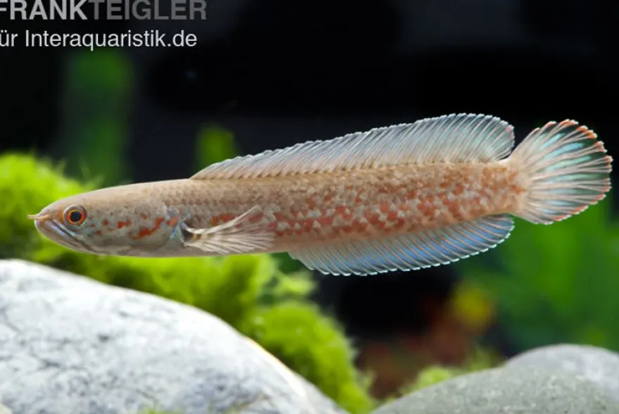 Neonblauer Zwergschlangenkopf, Channa andrao, 5-7 cm