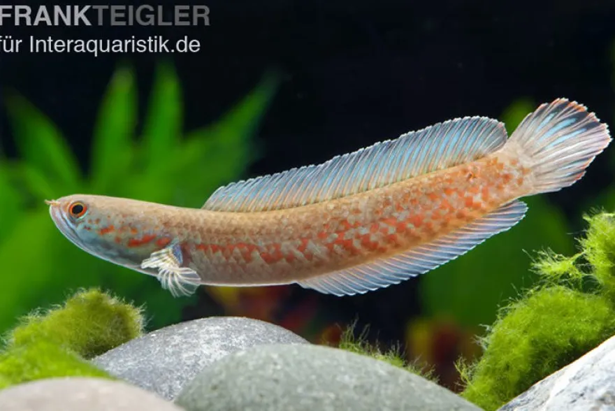 Neonblauer Zwergschlangenkopf, Channa andrao, 5-7 cm